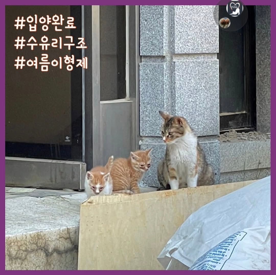 고양이 사진