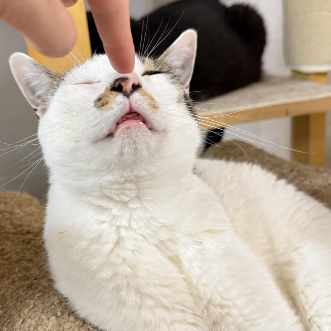 제제 사진 2