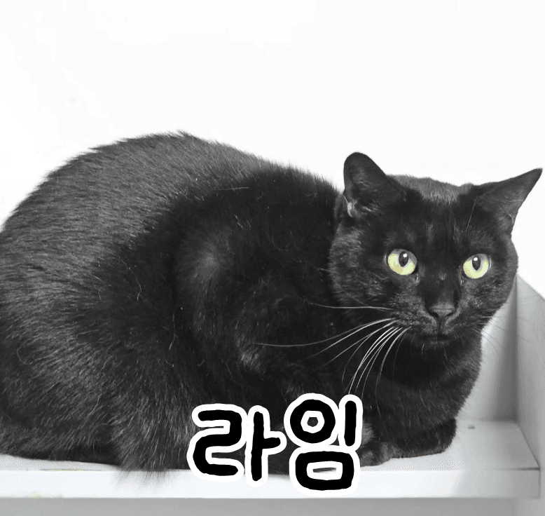 고양이 사진