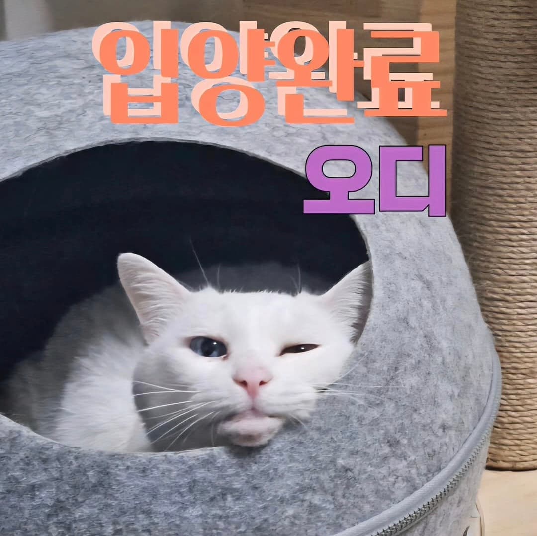 고양이 사진