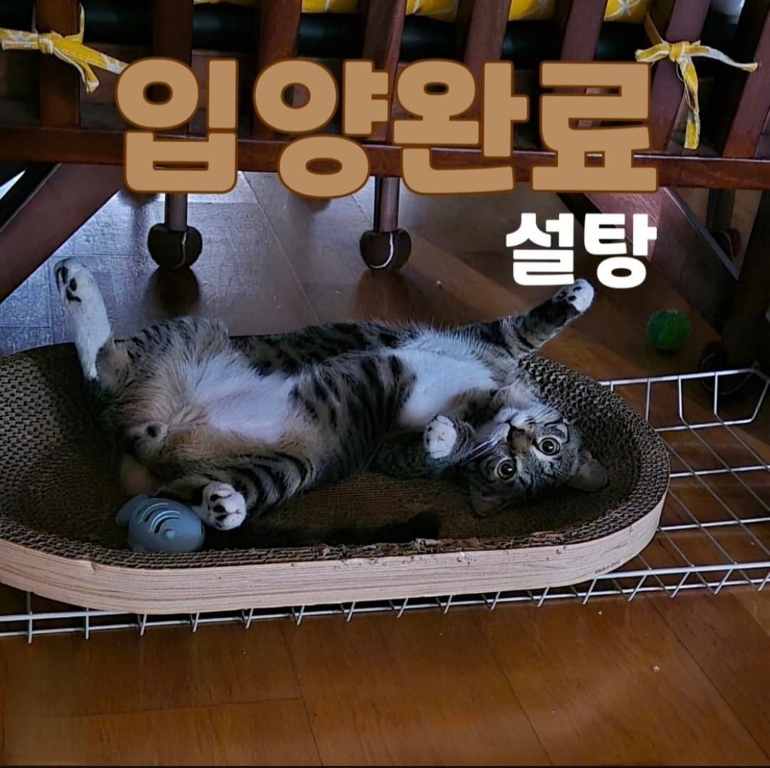 고양이 사진