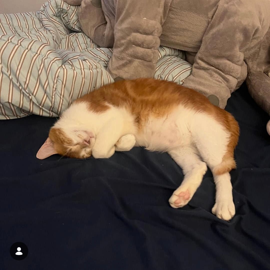 고양이 사진