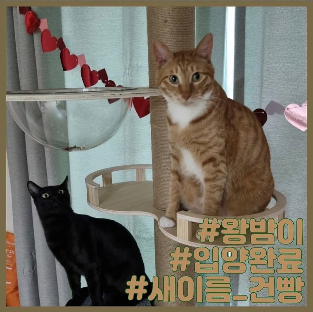 고양이 사진