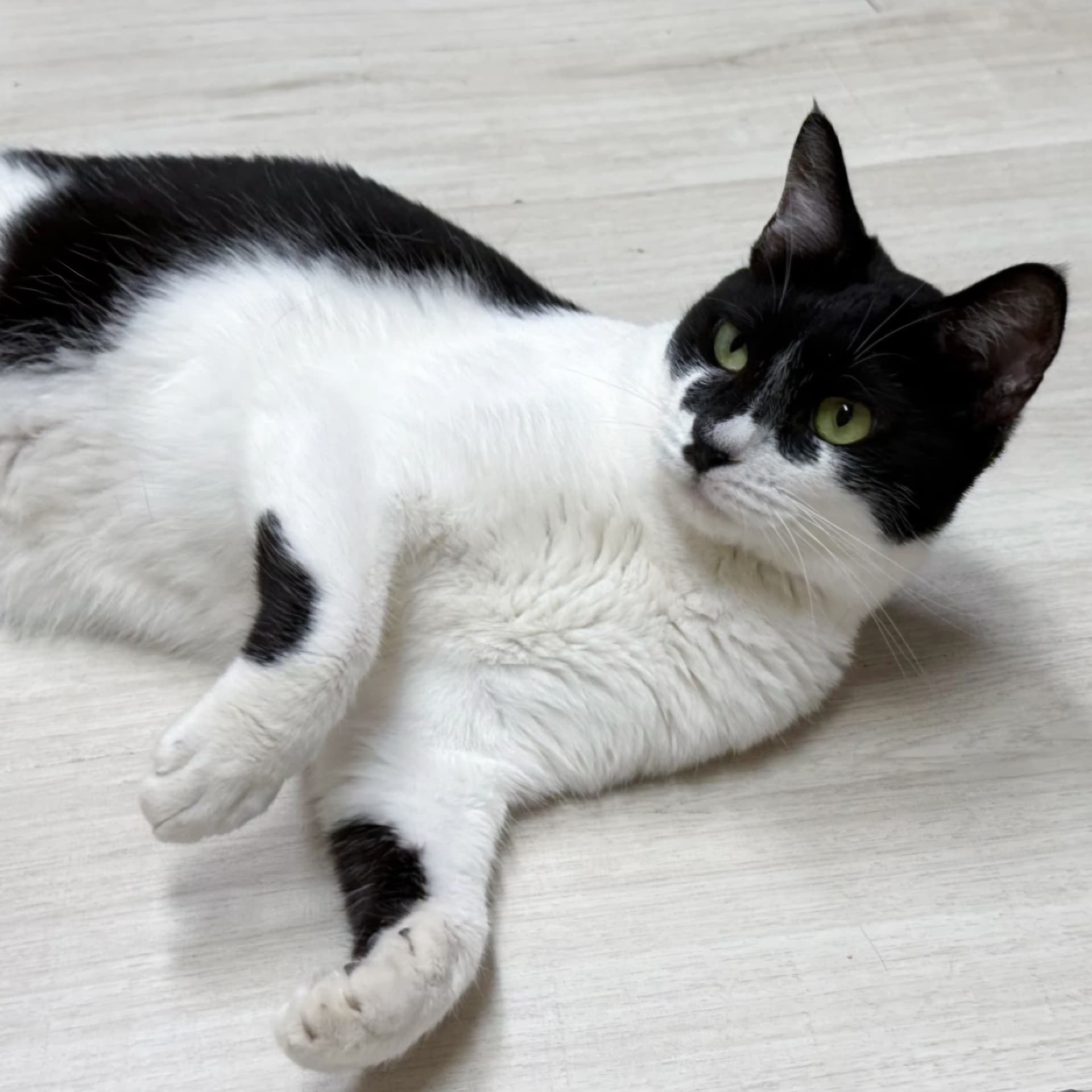 고양이 사진