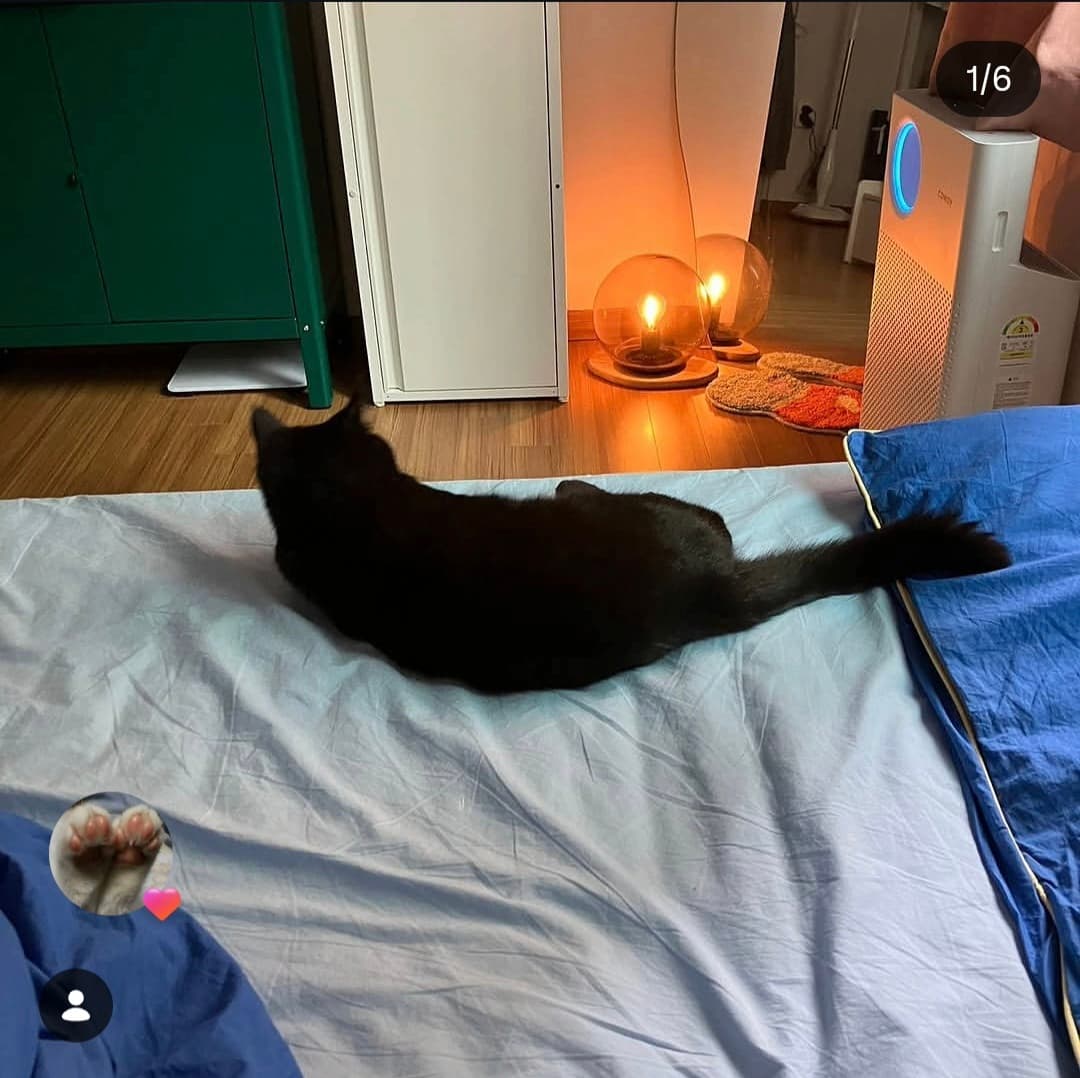 고양이 사진