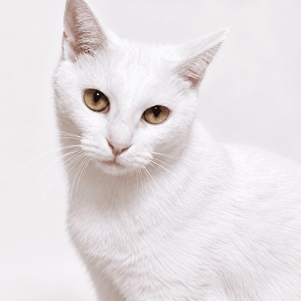 고양이 사진