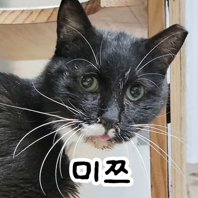 고양이 사진