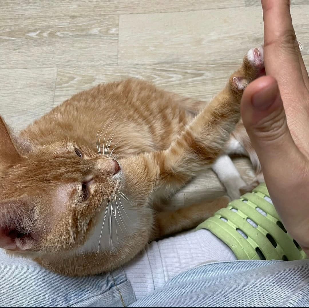 고양이 사진