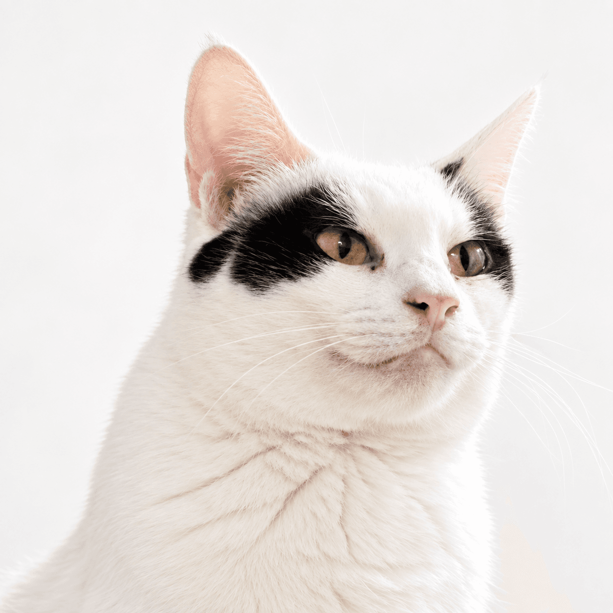 고양이 사진