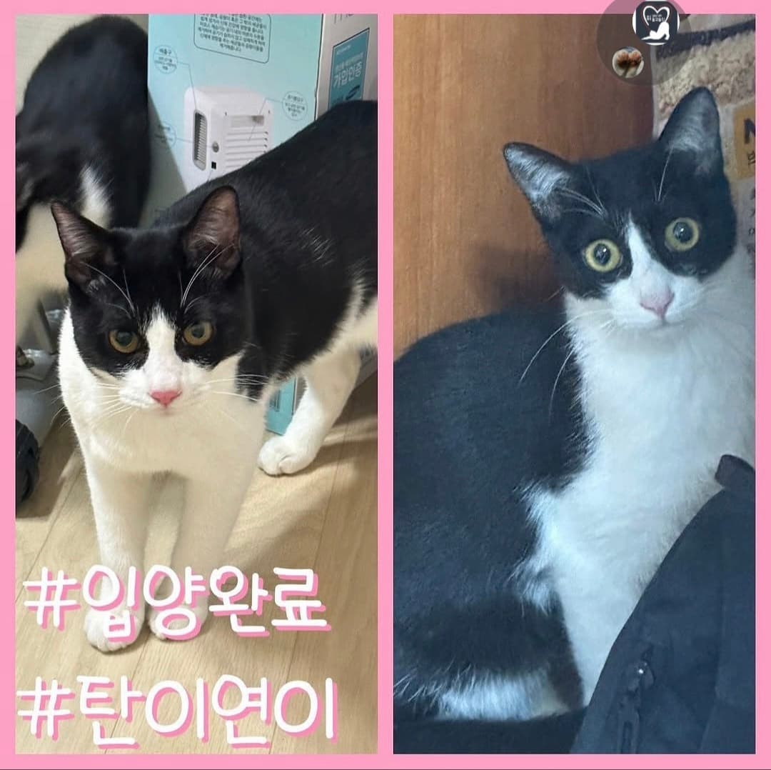 고양이 사진