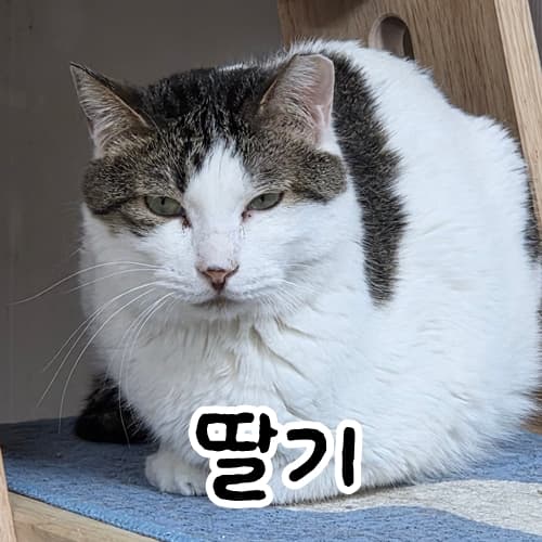 고양이 사진