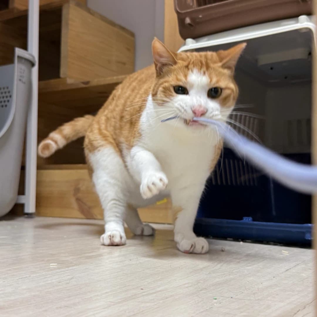 보리  사진 3