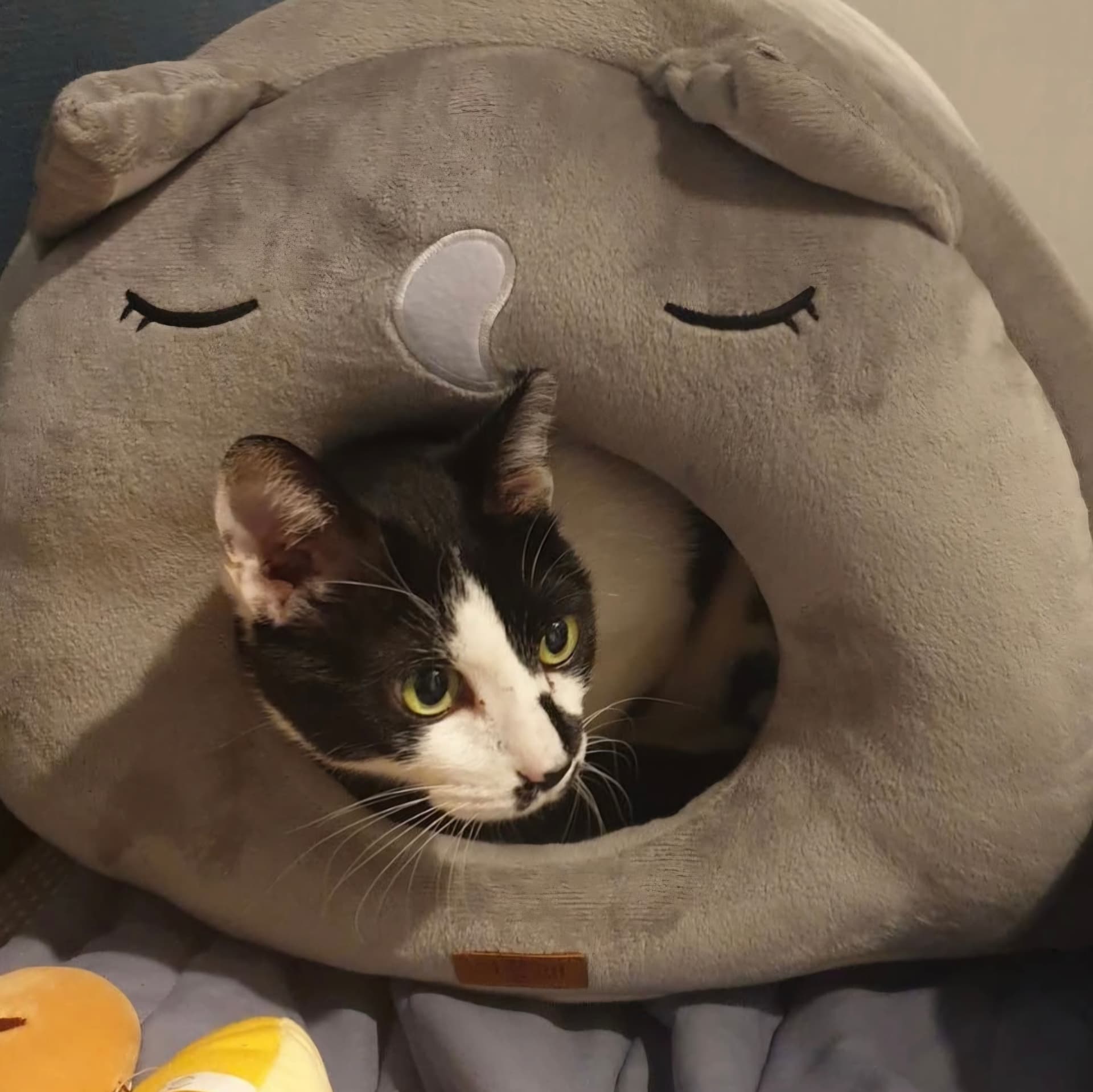 고양이 사진