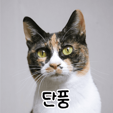 고양이 사진