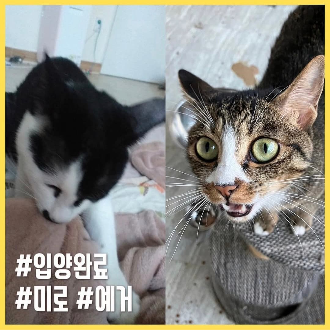 고양이 사진