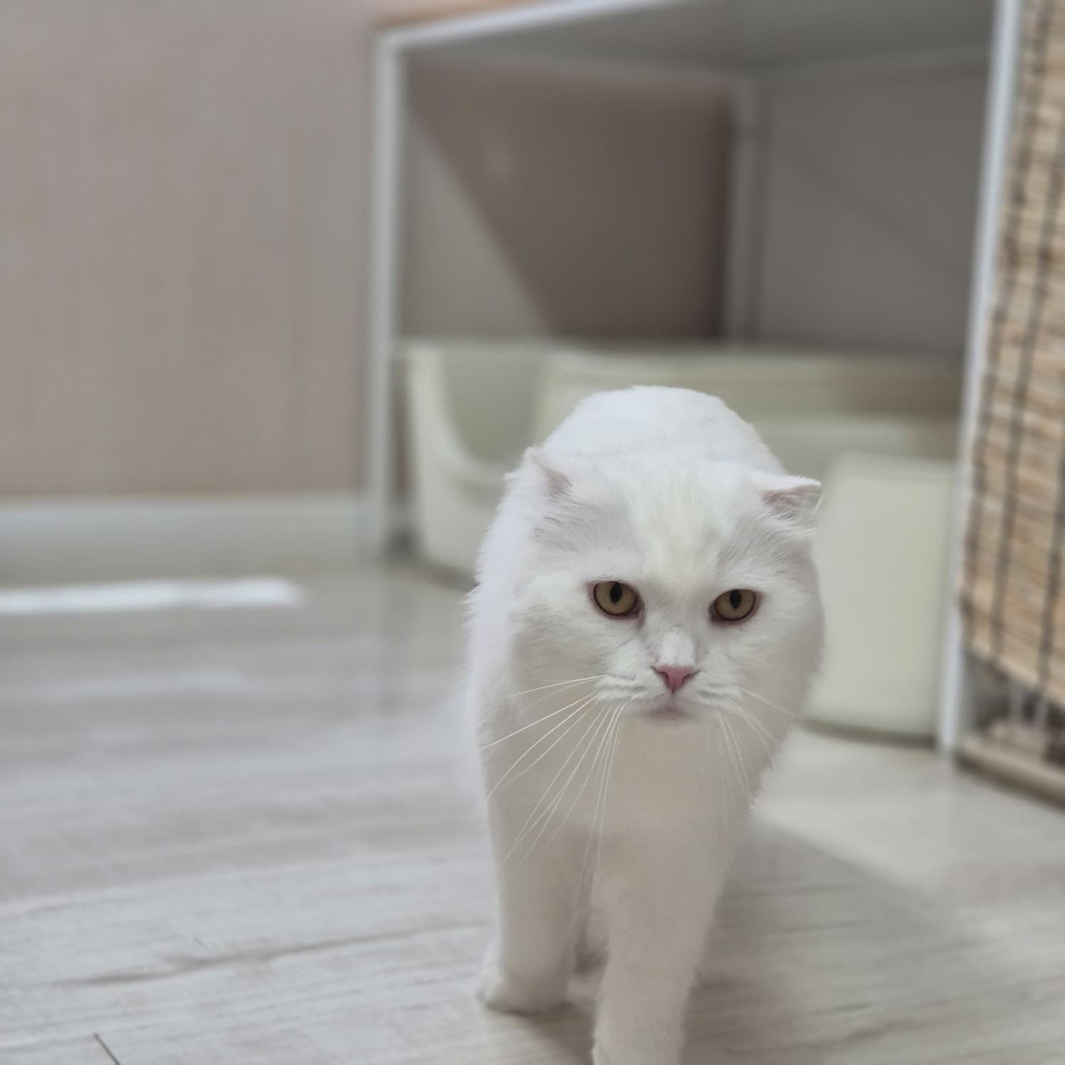 찹쌀 사진 3