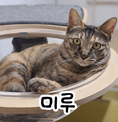 고양이 사진