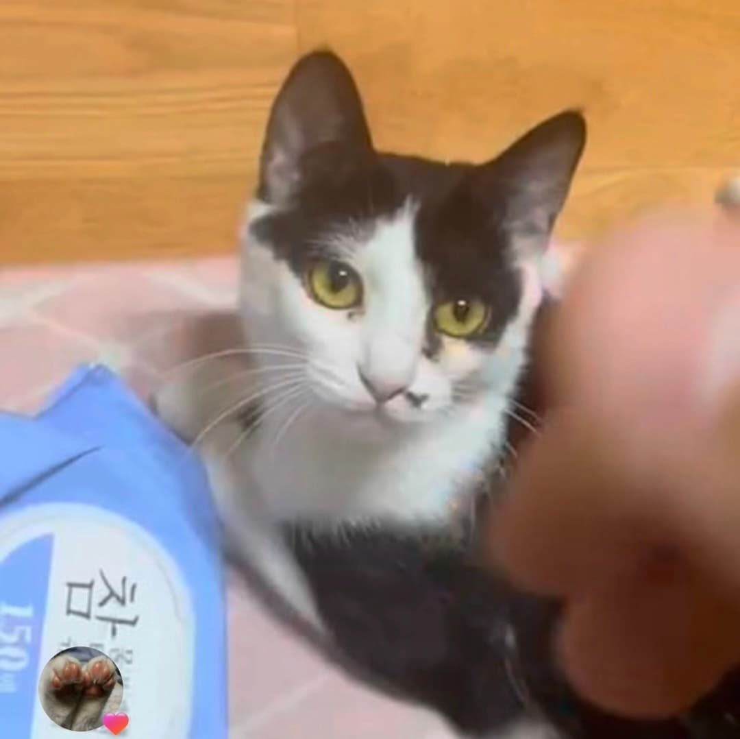 고양이 사진