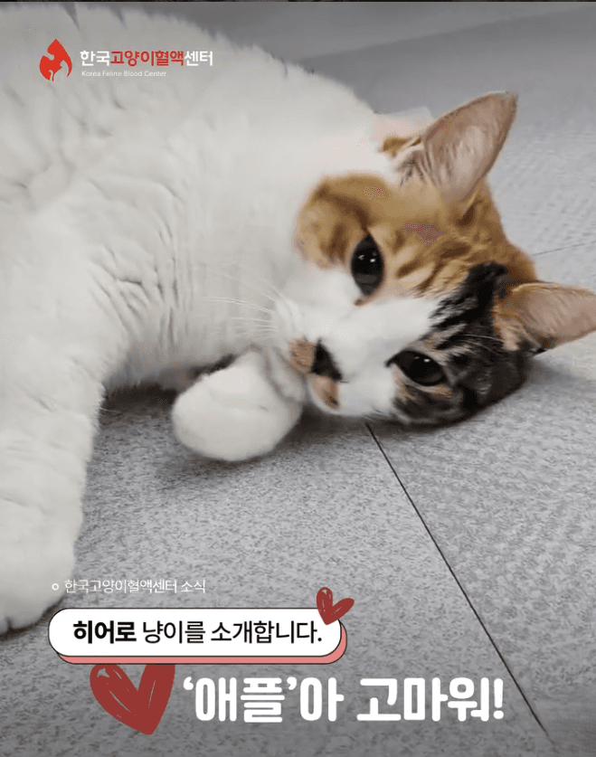 헌혈이야기 ❤️