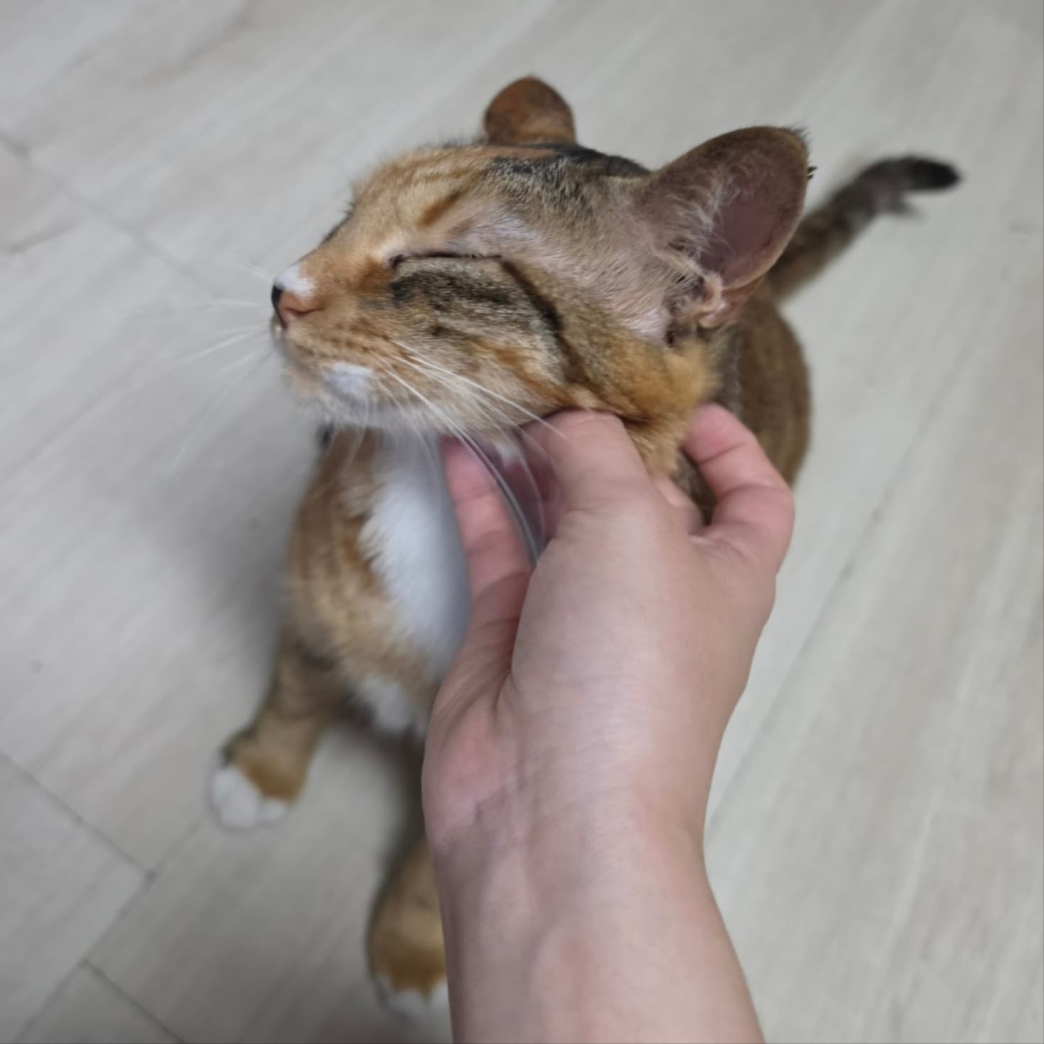 신이의 하루 💛