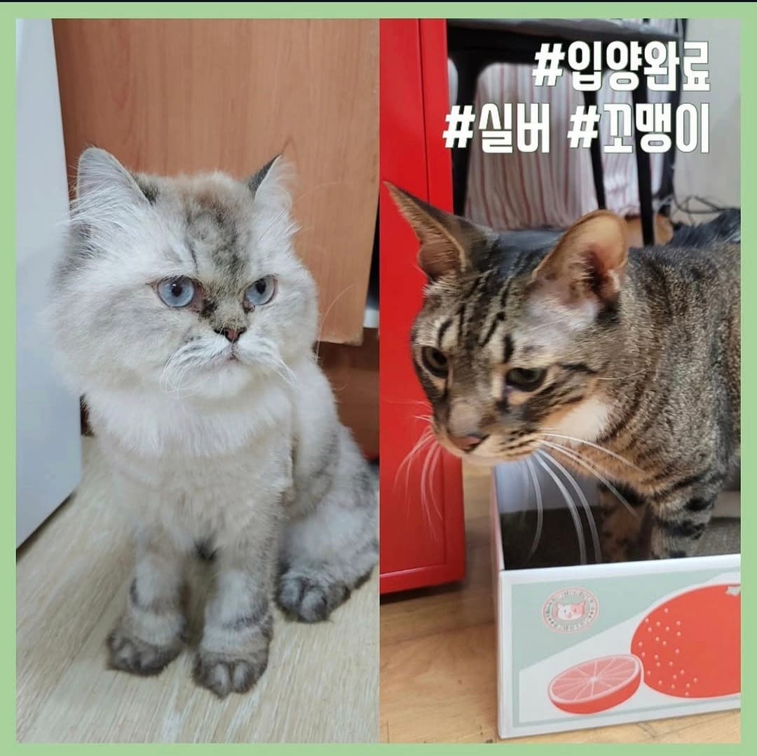 고양이 사진