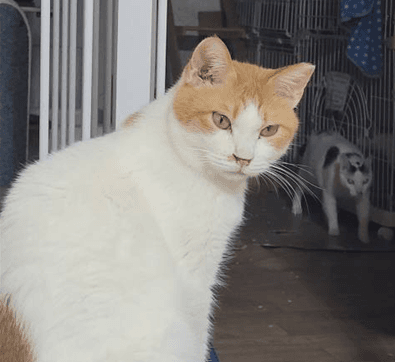 고양이 사진