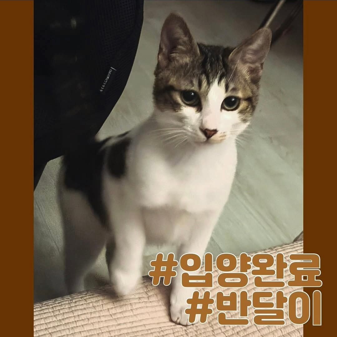 고양이 사진