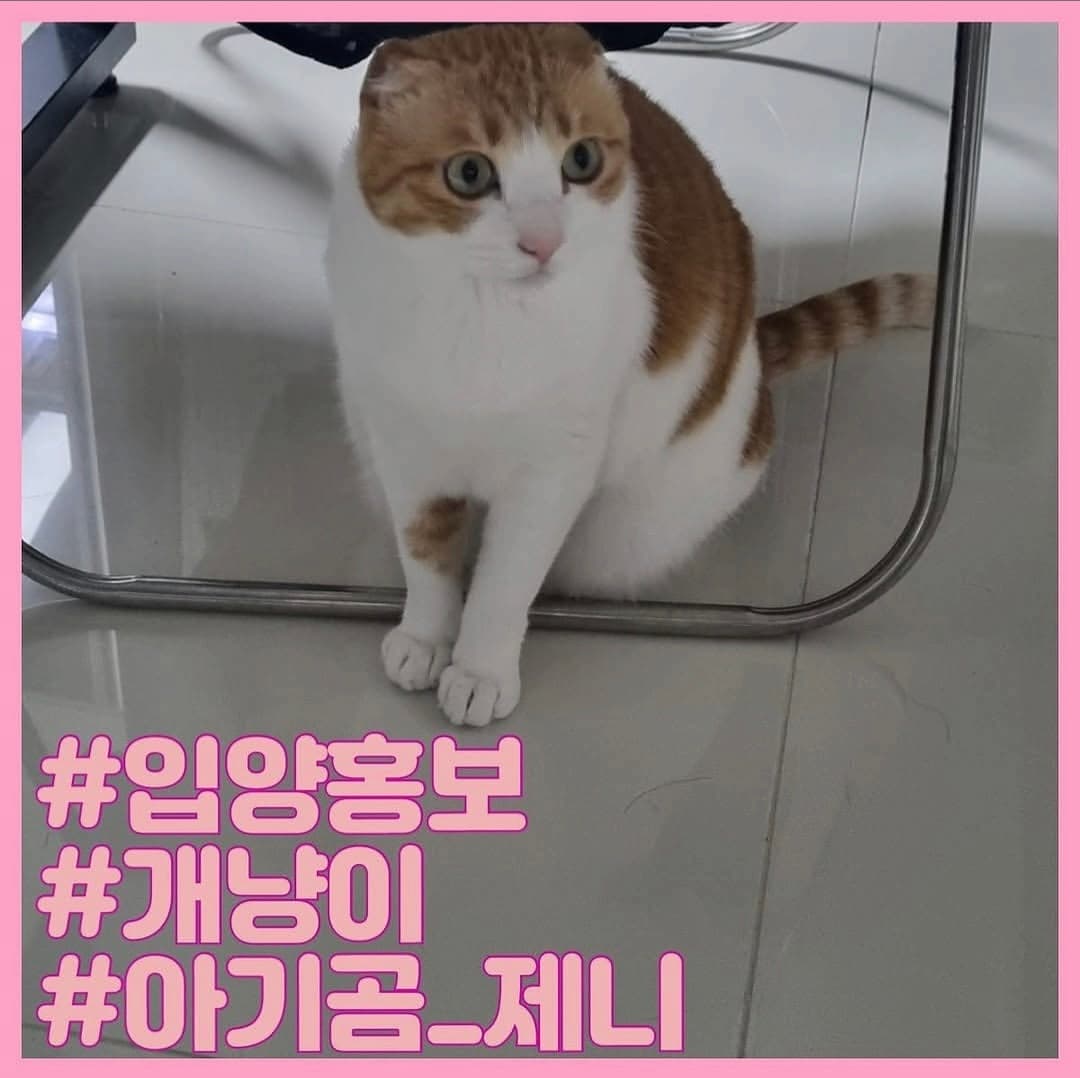 고양이 사진