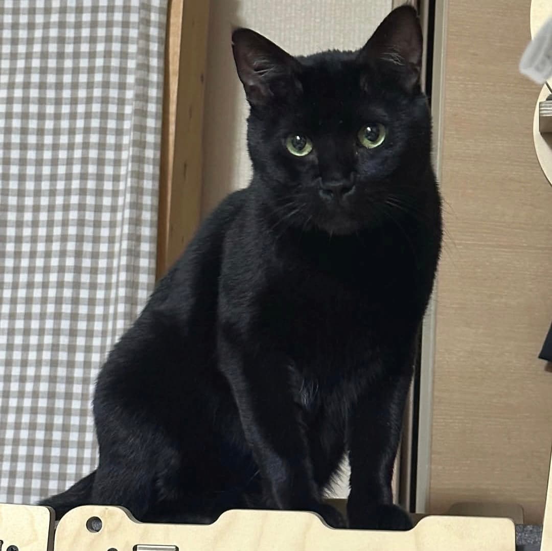 고양이 사진