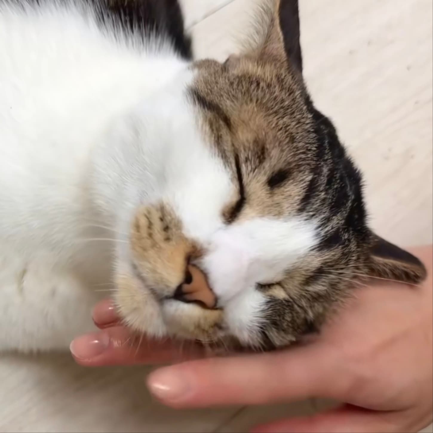 레오의 하루 💛