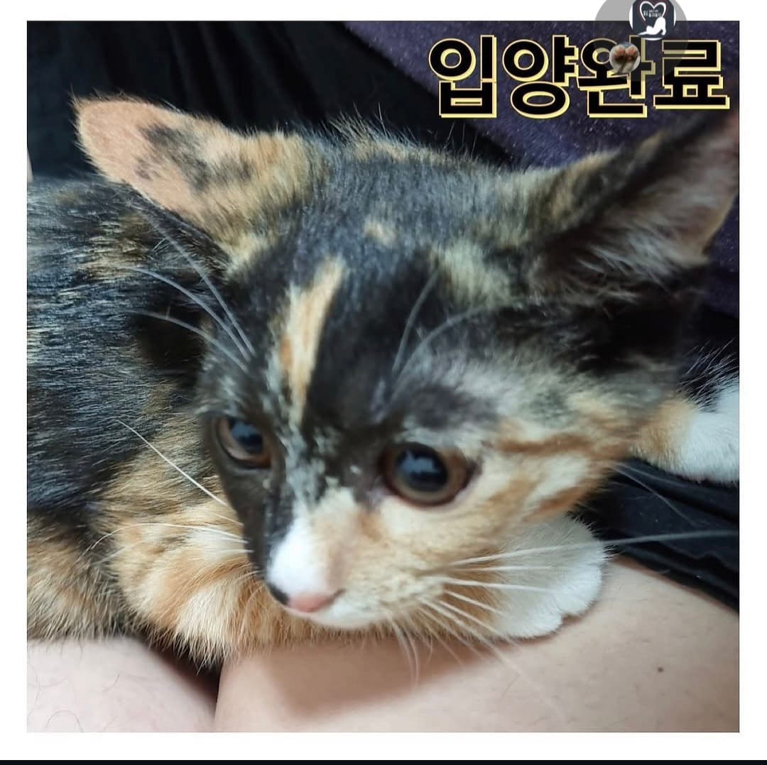 고양이 사진