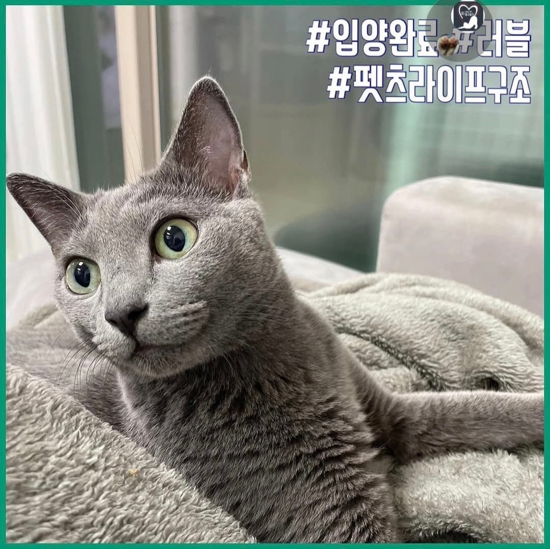 고양이 사진