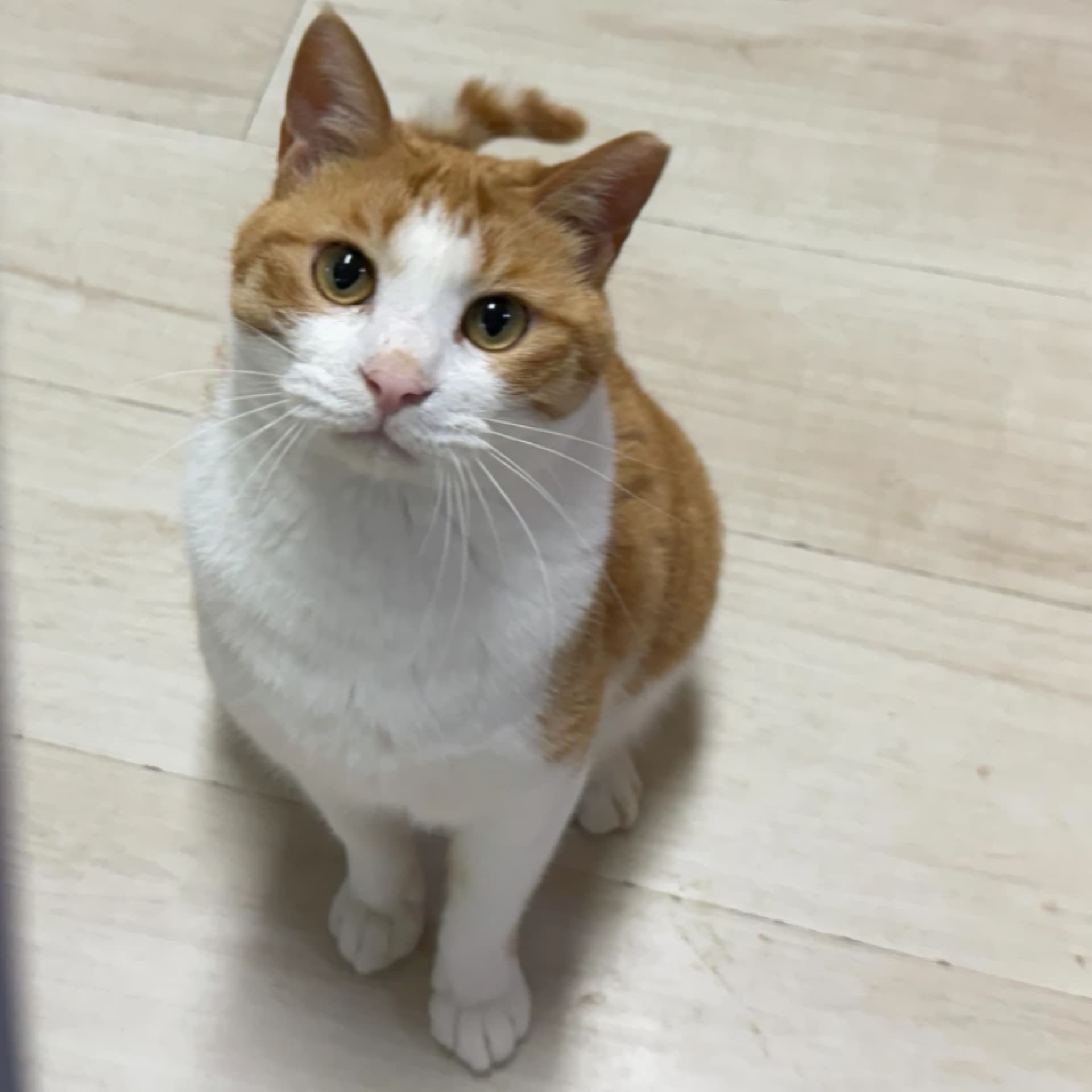 고양이 사진