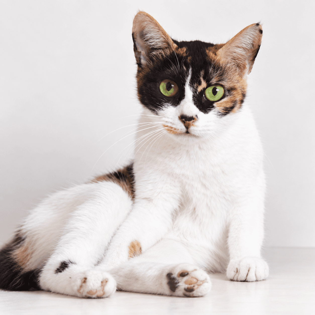 고양이 사진