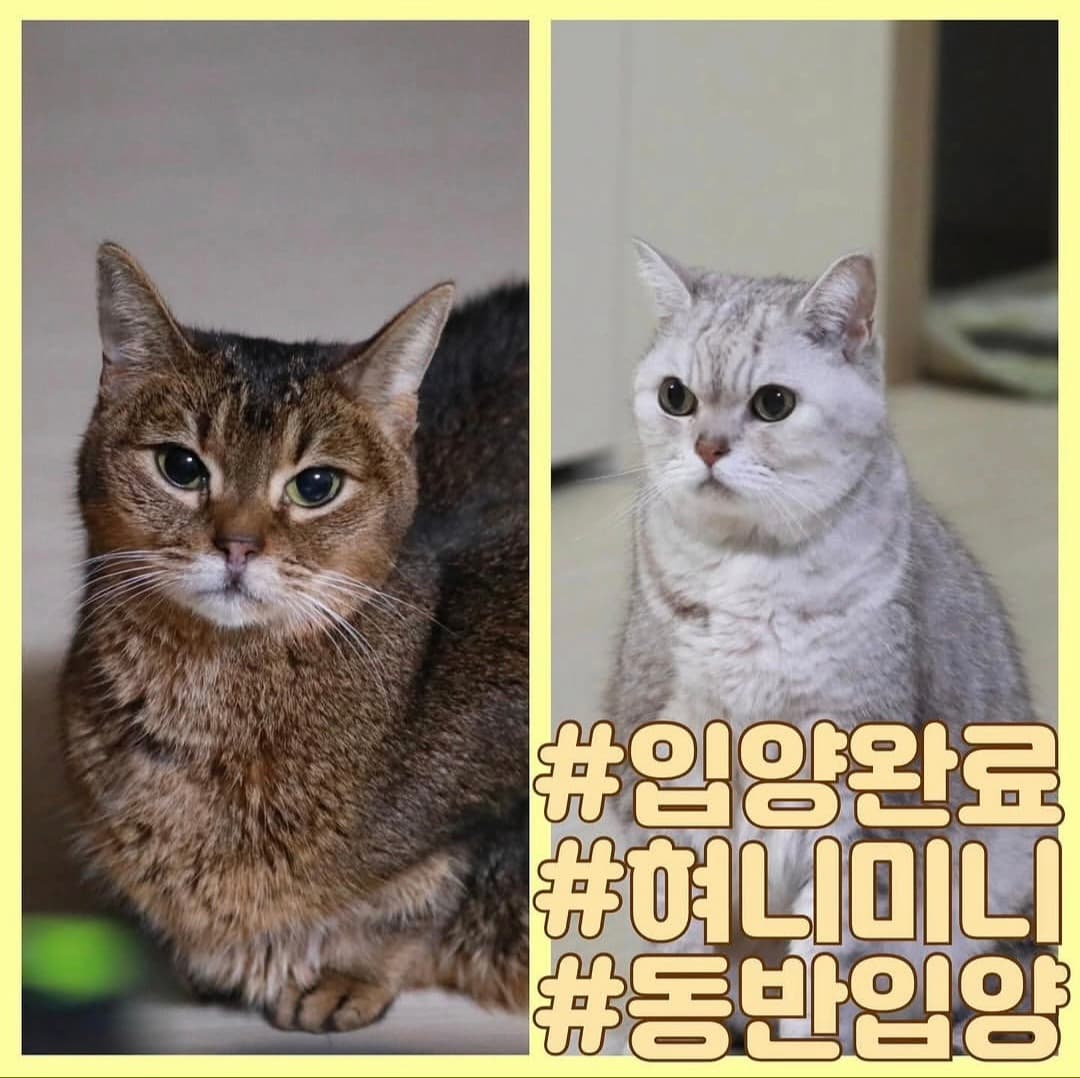 고양이 사진