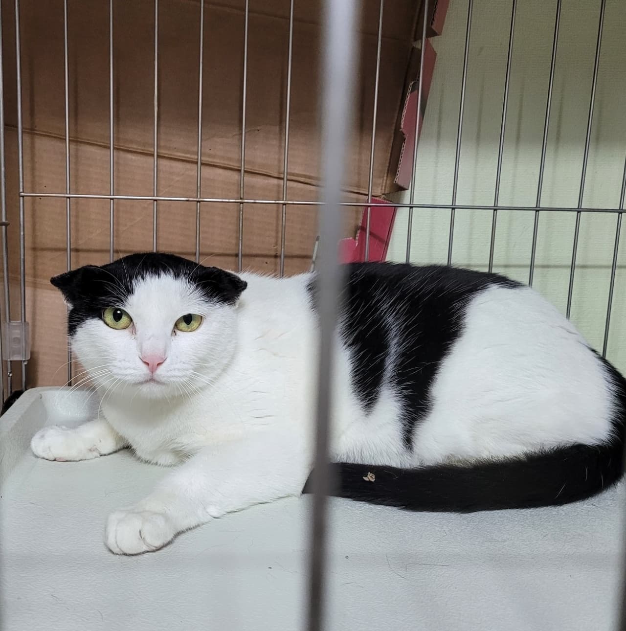 고양이 사진