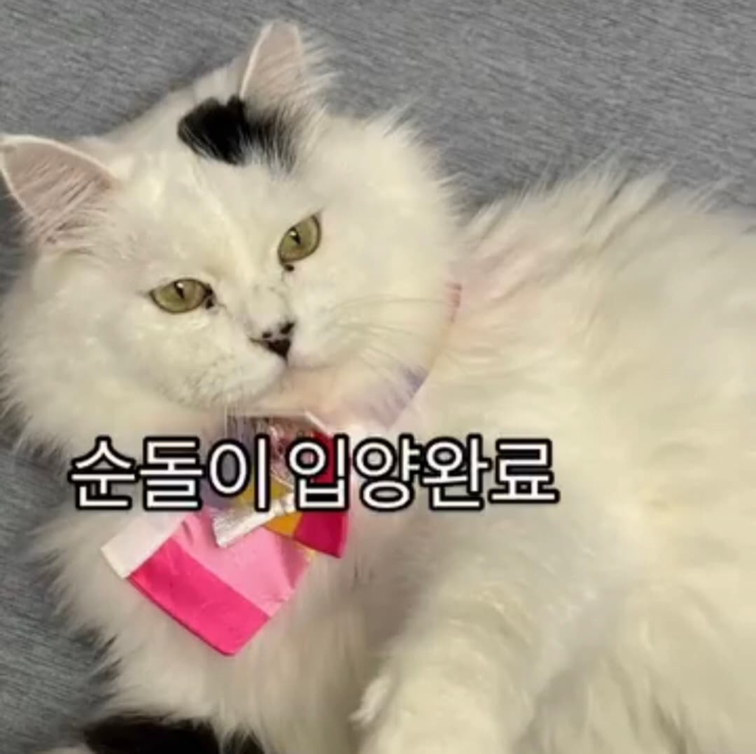 고양이 사진