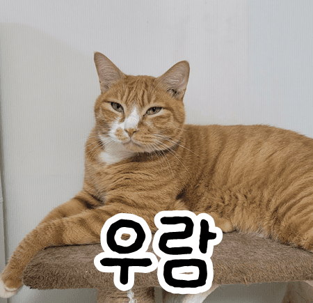 고양이 사진