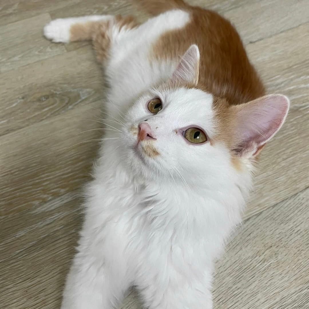 고양이 사진