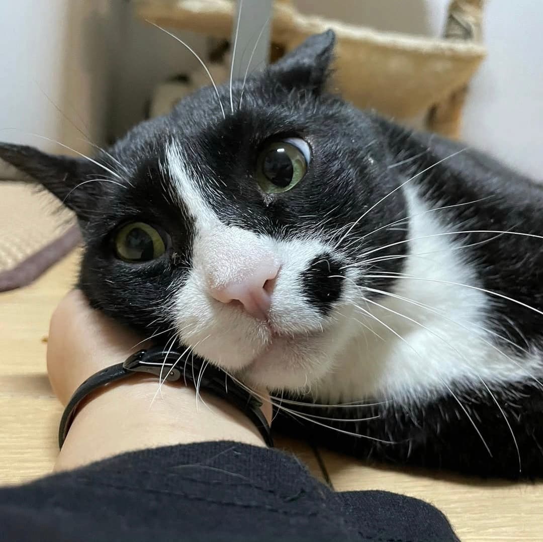 고양이 사진