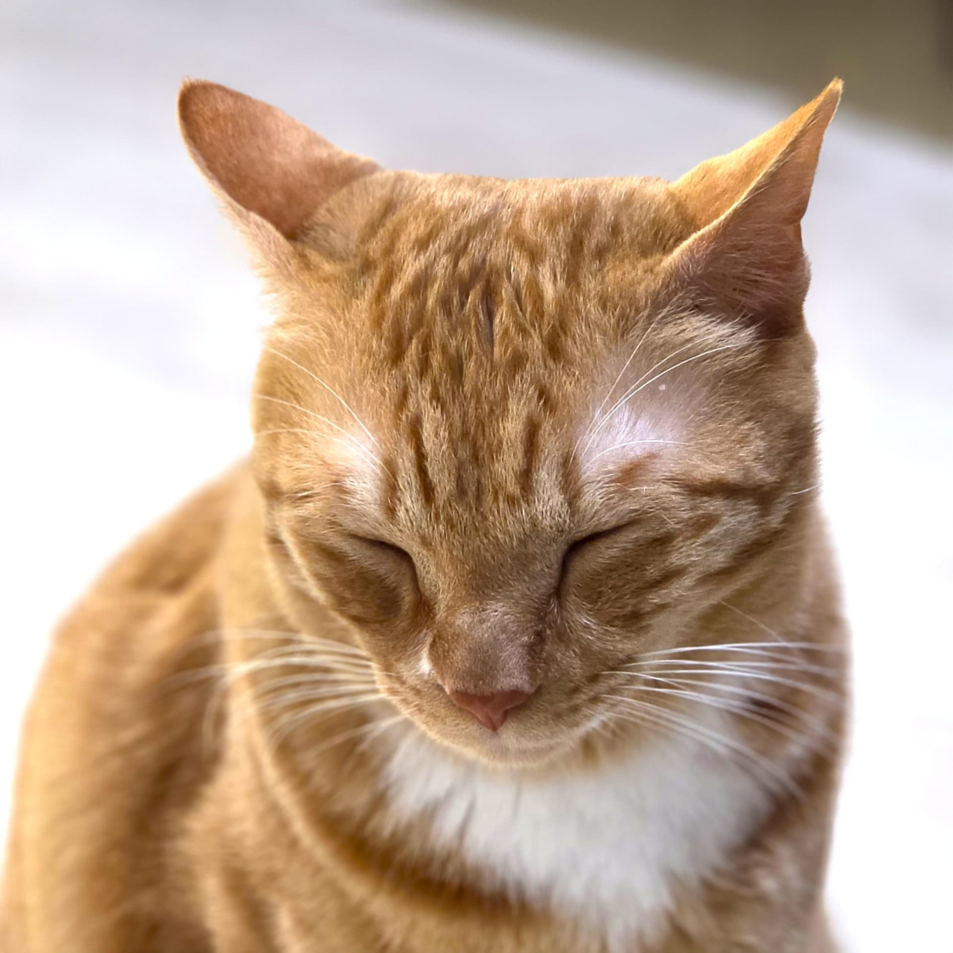 애용이 사진 3