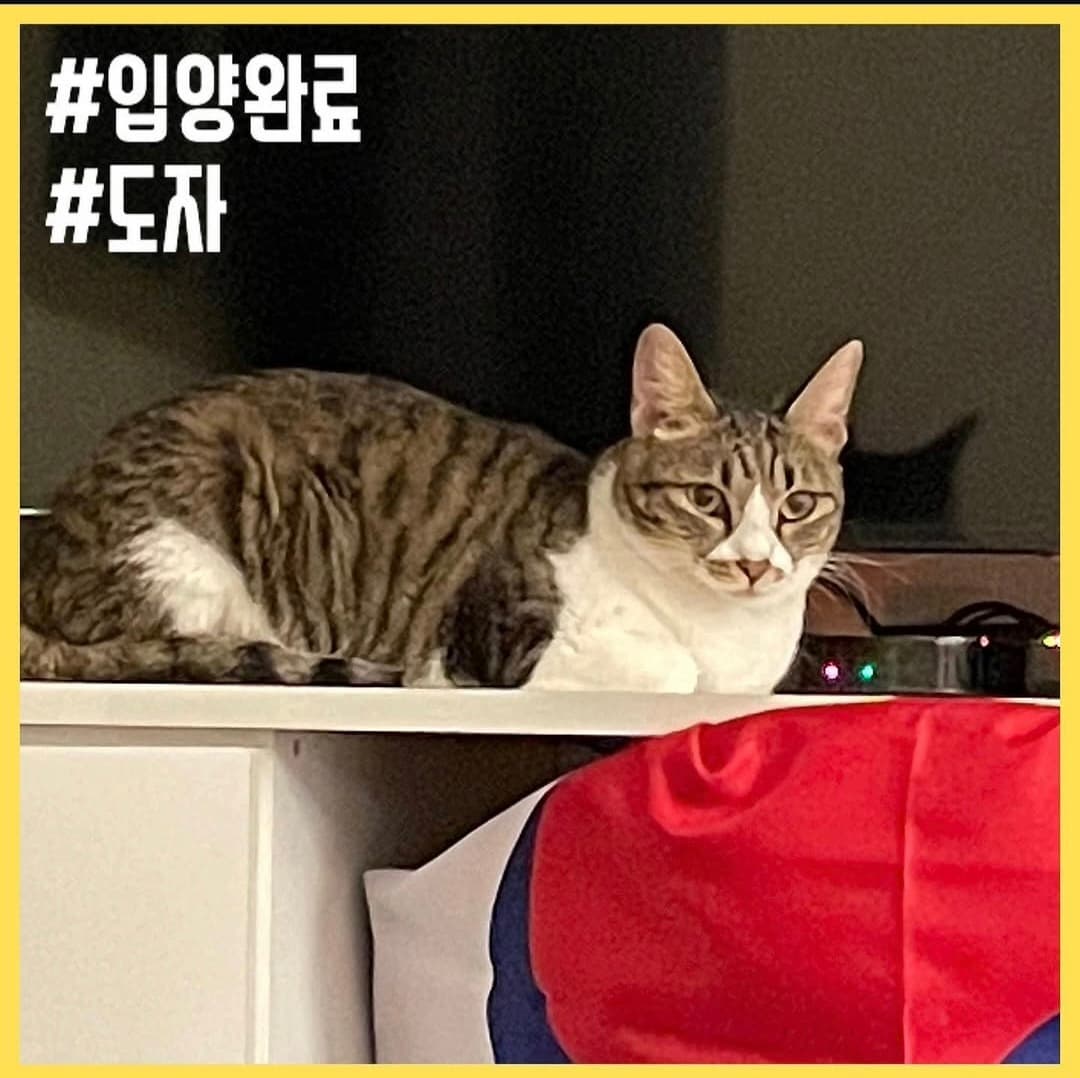 고양이 사진