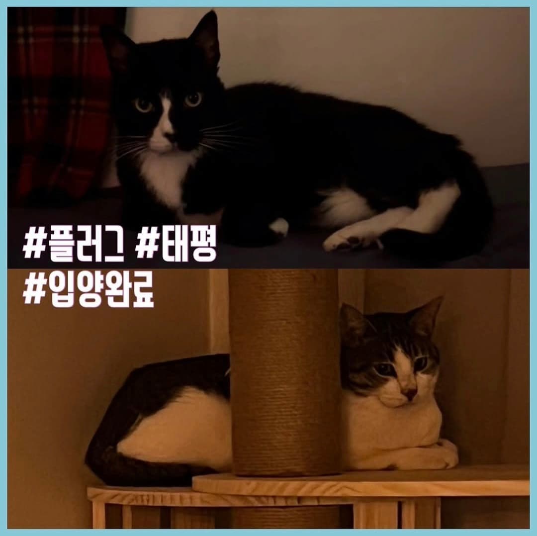고양이 사진