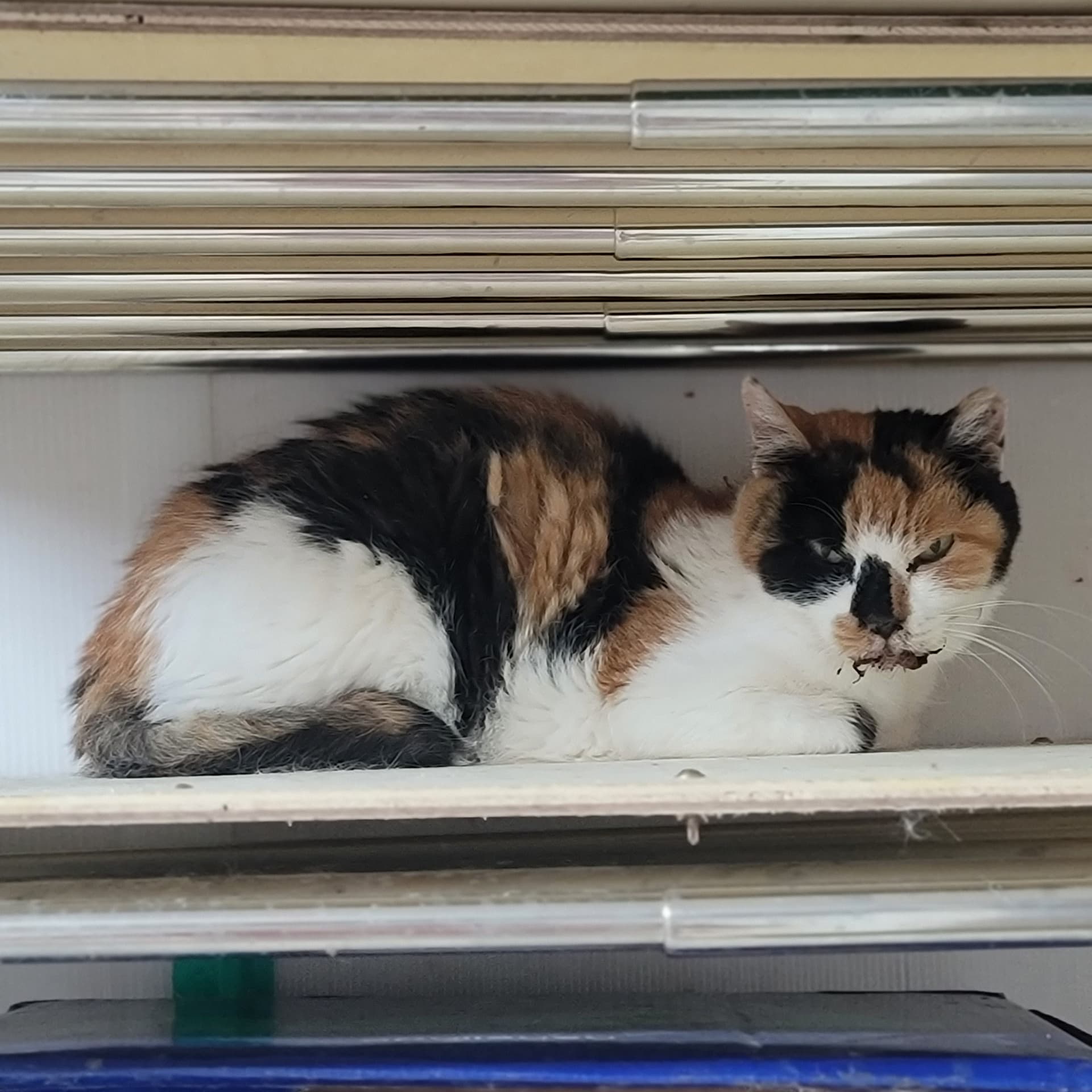 고양이 사진