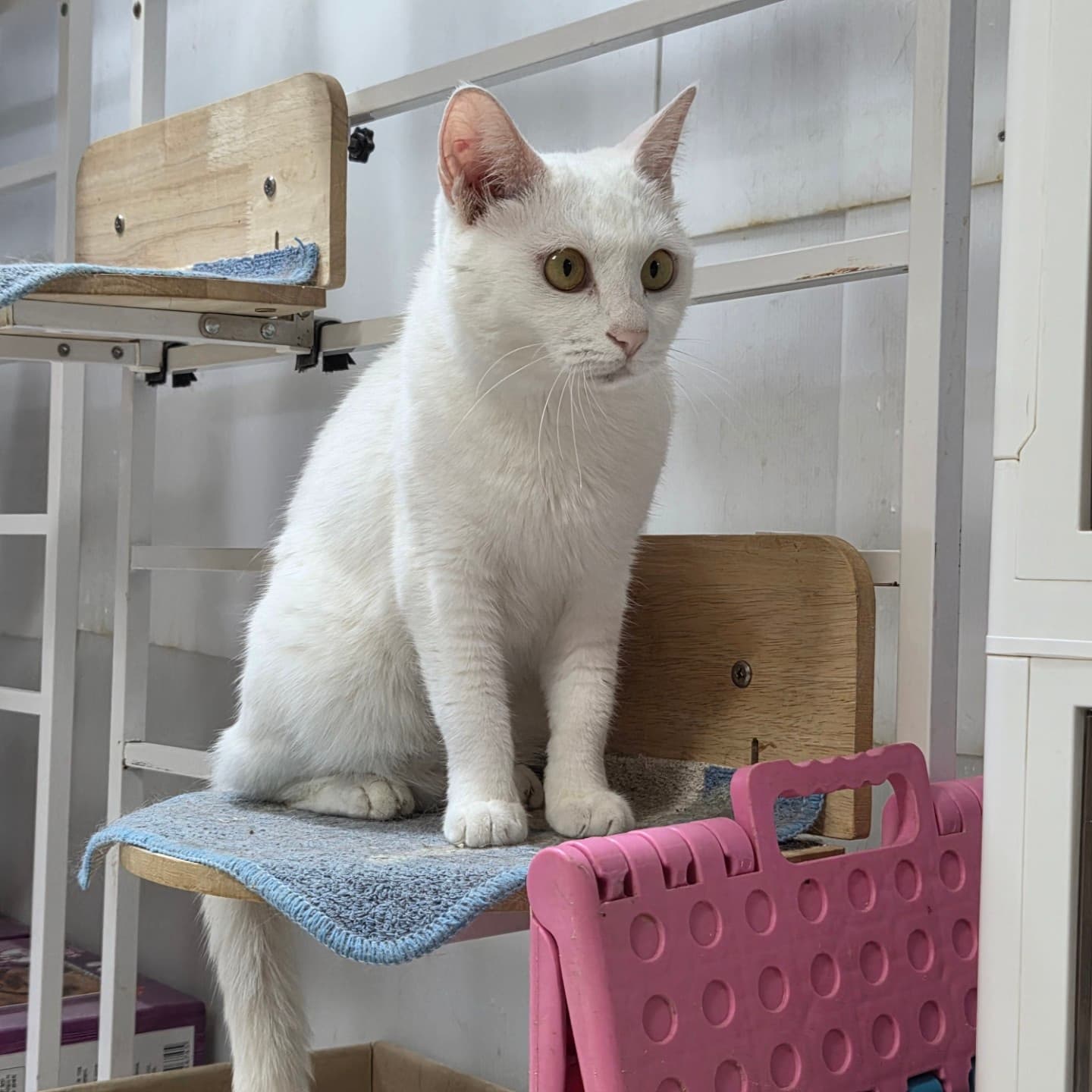 고양이 사진