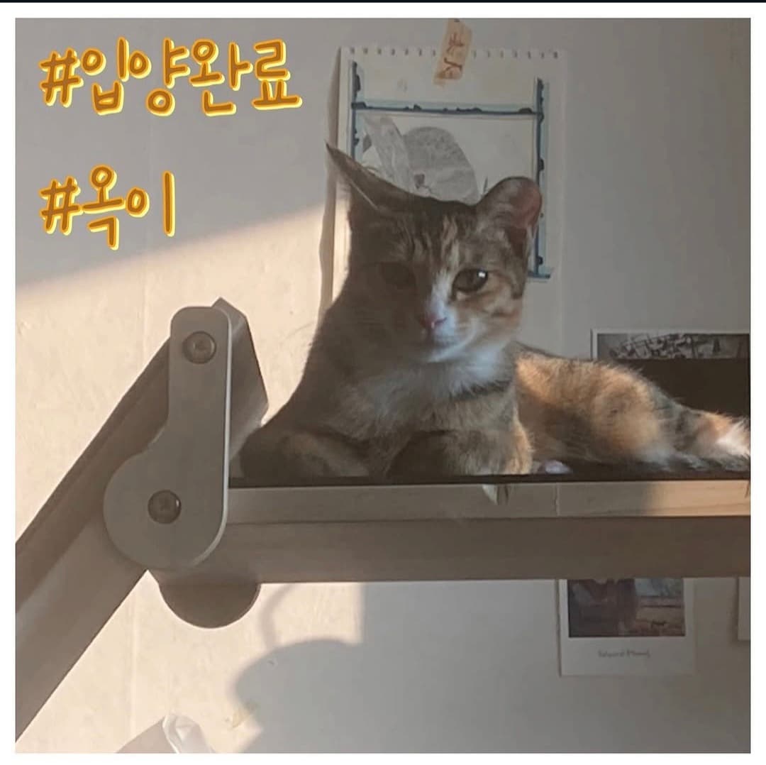 고양이 사진