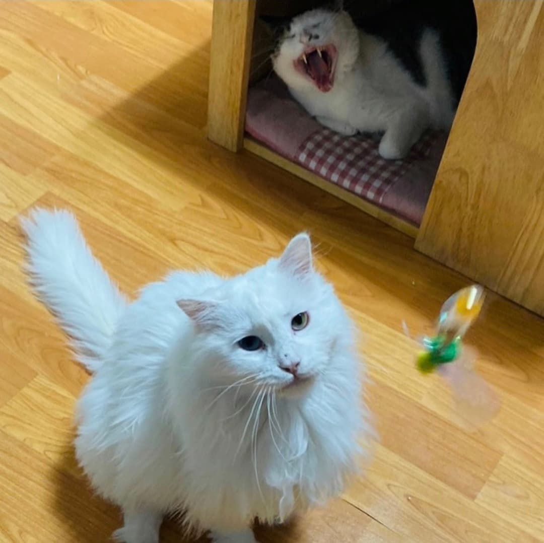 고양이 사진