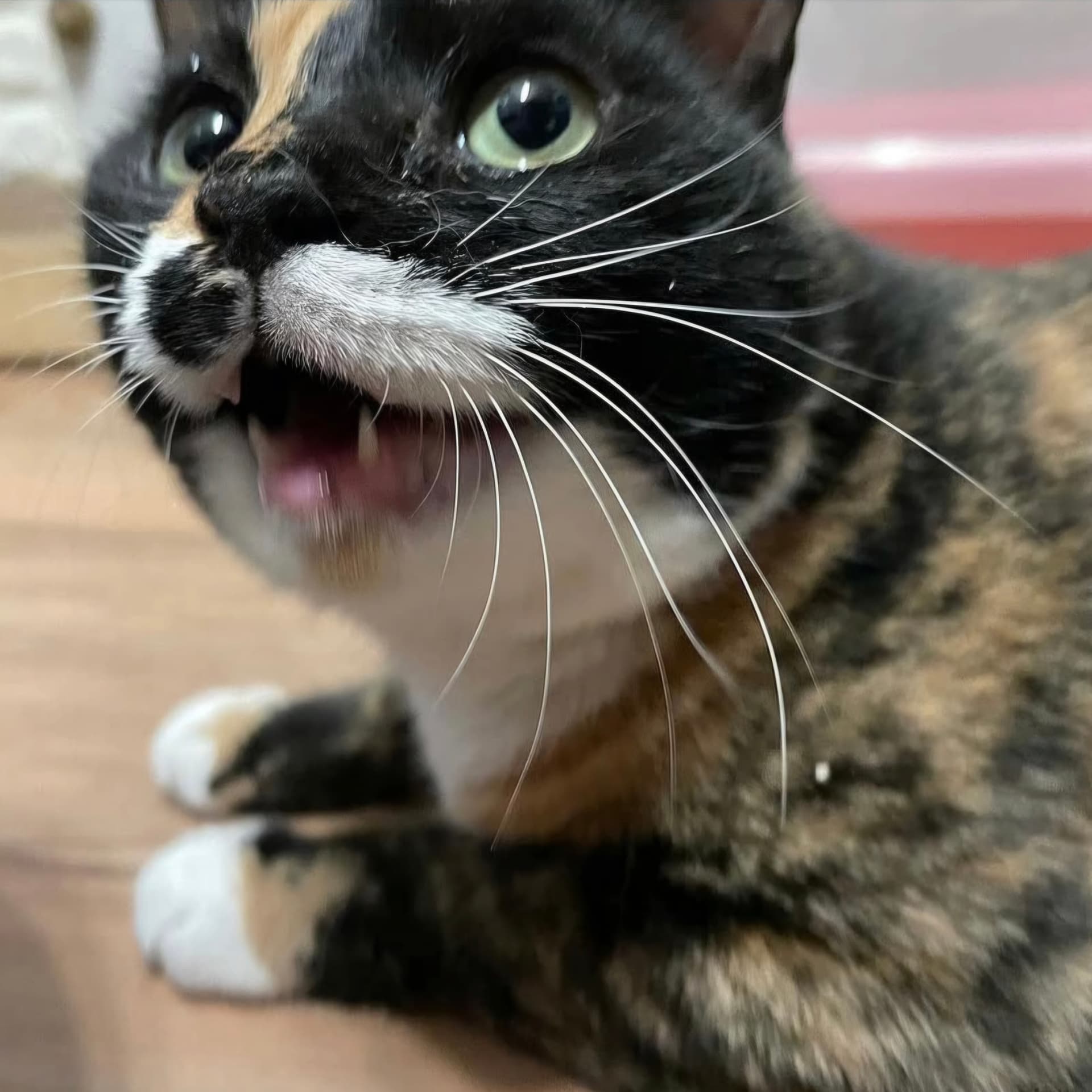 고양이 사진
