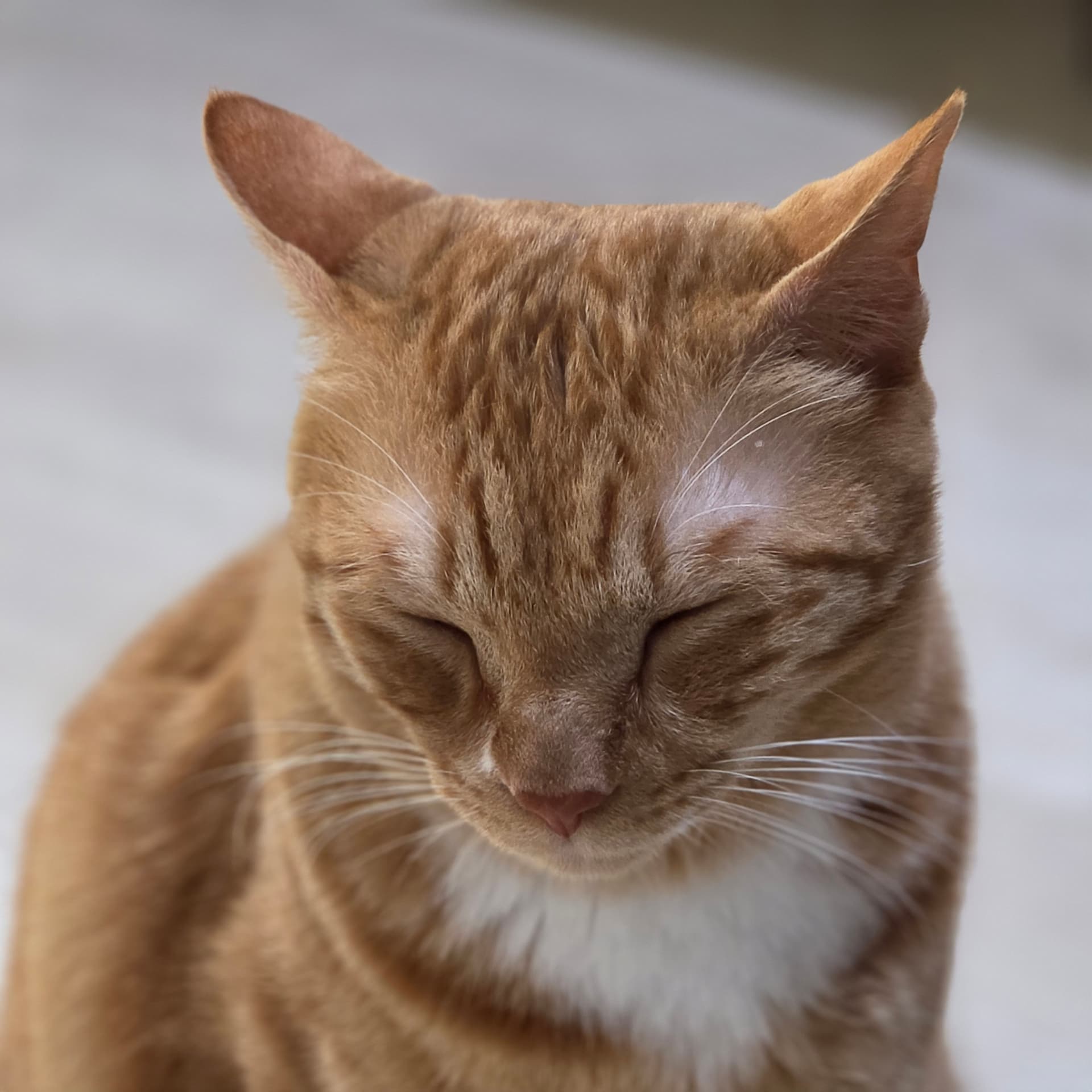 고양이 사진