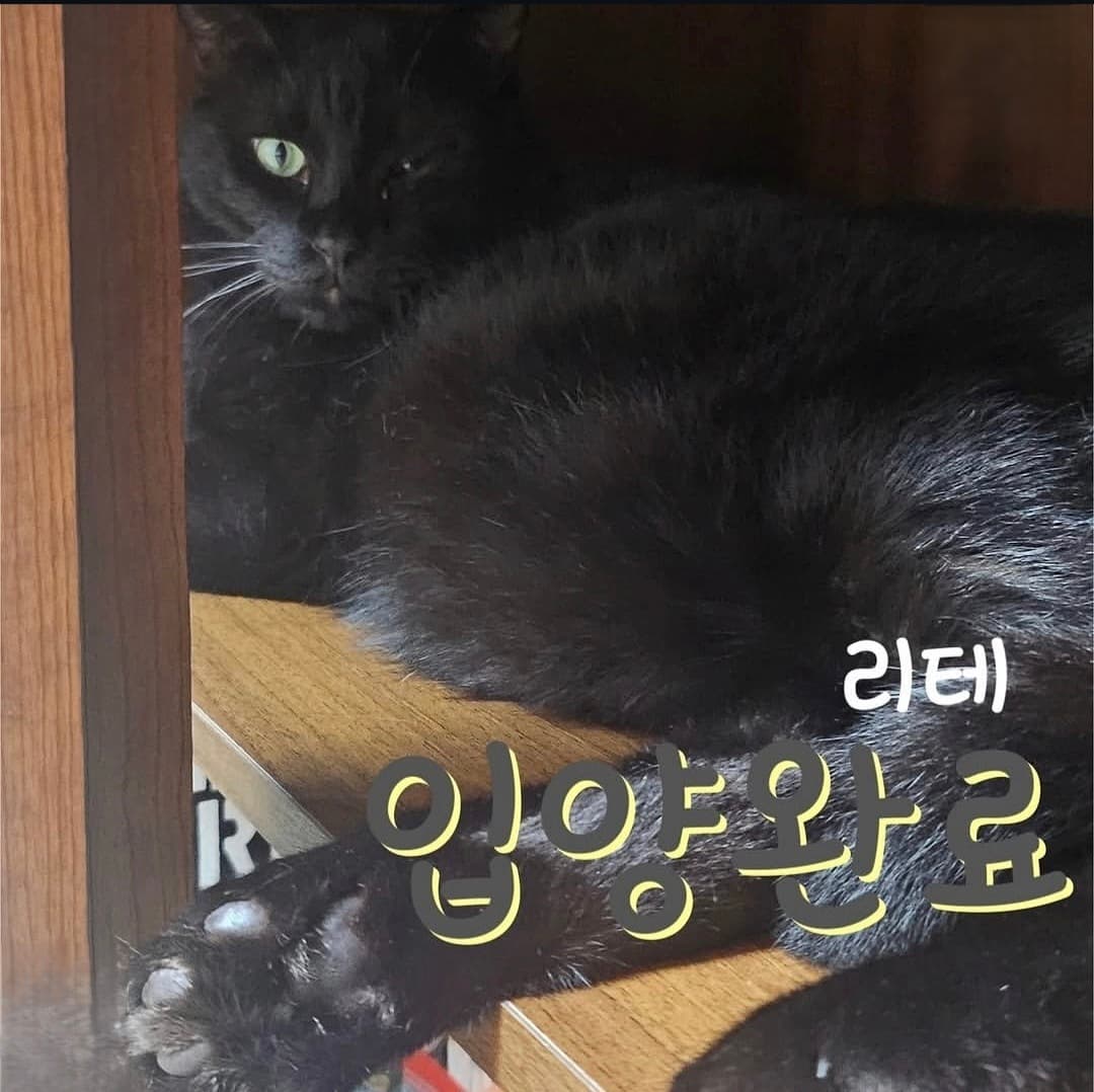 고양이 사진